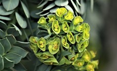 Euphorbia Myrsintes