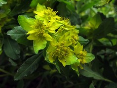 Euphorbia Polychroma