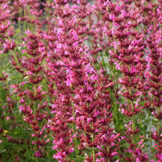Agastache Red Fortune