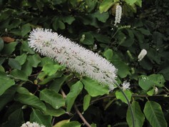 Actaea Simplex White Pearl