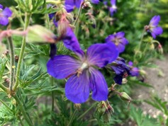 Geranium 'Johnson's Blue'