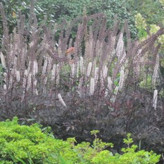 Actaea Simplex Brunette