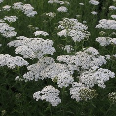 Achillea Millefolium