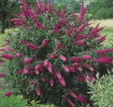 Buddleia davidii