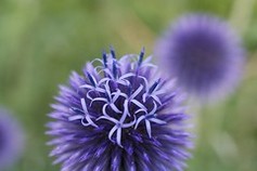 Echinops Ritro 'Blue Globe'