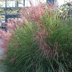 Miscanthus Sinensis Gracillimus