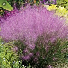 Muhlenbergia Capillaris