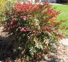 Nandina Domestica