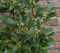 Laurus Nobilis
