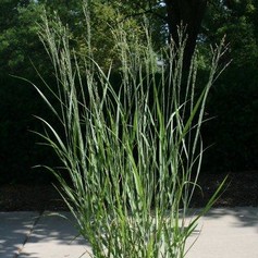 Panicum Virgatum Heavy Metal