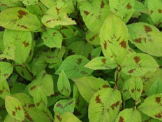 Persicaria Virginiana Filiformis