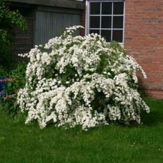 Spiraea Vanhouttei