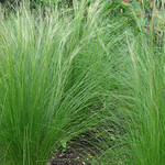 Stipa Tenuissima