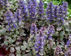 Ajuga Reptans Burgundy Glow