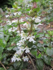 Ajuga Reptans Alba