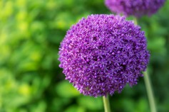 Allium Sphaerocephalon