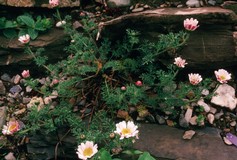 Anacyclus Depressus
