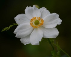 Anemone Hybrida
