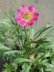 Anemone Multifida Rubra