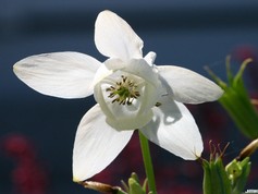 Aquilegia Flabellata Nana Alba
