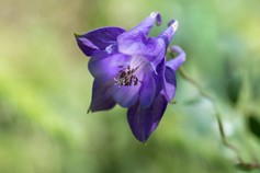 Aquilegia Alpina Superba