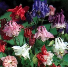 Aquilegia Caerulea Biedermeier