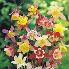 Aquilegia Caerulea McKana