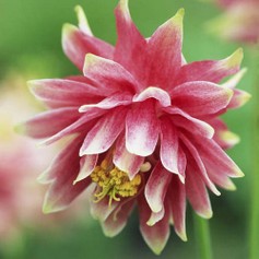 Aquilegia Vul. Nora Barlow