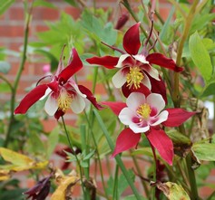 Aquilegia Caerulea Red Hobbit