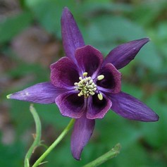 Aquilegia Atrata