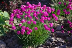 Armeria Maritima Splendens