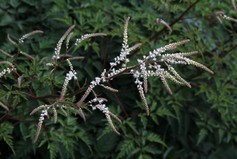 Aruncus Aethusifolius
