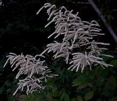 Aruncus Dioicus
