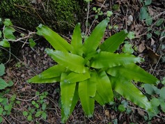 Asplenium Scolopendrum