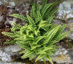 Asplenium Trichomanes