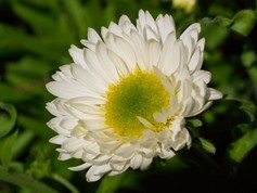 Aster Alpinus Albus