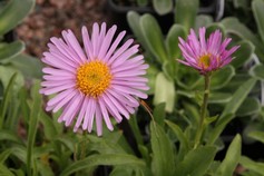 Aster Alpinus Happy End