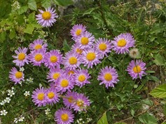 Aster Alpinus Goliath