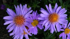 Aster Domosus