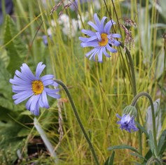 Aster Nataliensis