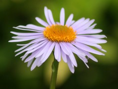 Aster Tongolensis Wartburgstern