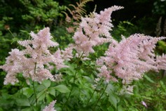 Astilbe Arendsii Bianco