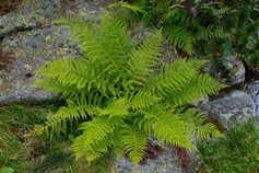 Athyrium Filix Femina