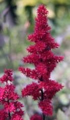 Astilbe Arendsii Rosso