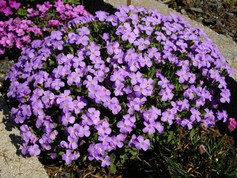 Aubrieta Cascade Blau