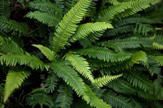 Blechium Spicant