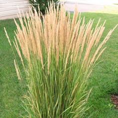 Calamagrostis Acutiflora x Karl Foester