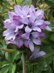 Campanula Glomerata Caroline