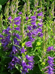 Campanula Latifolia Macrantha