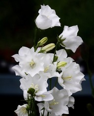 Campanula Resicifolia Alba